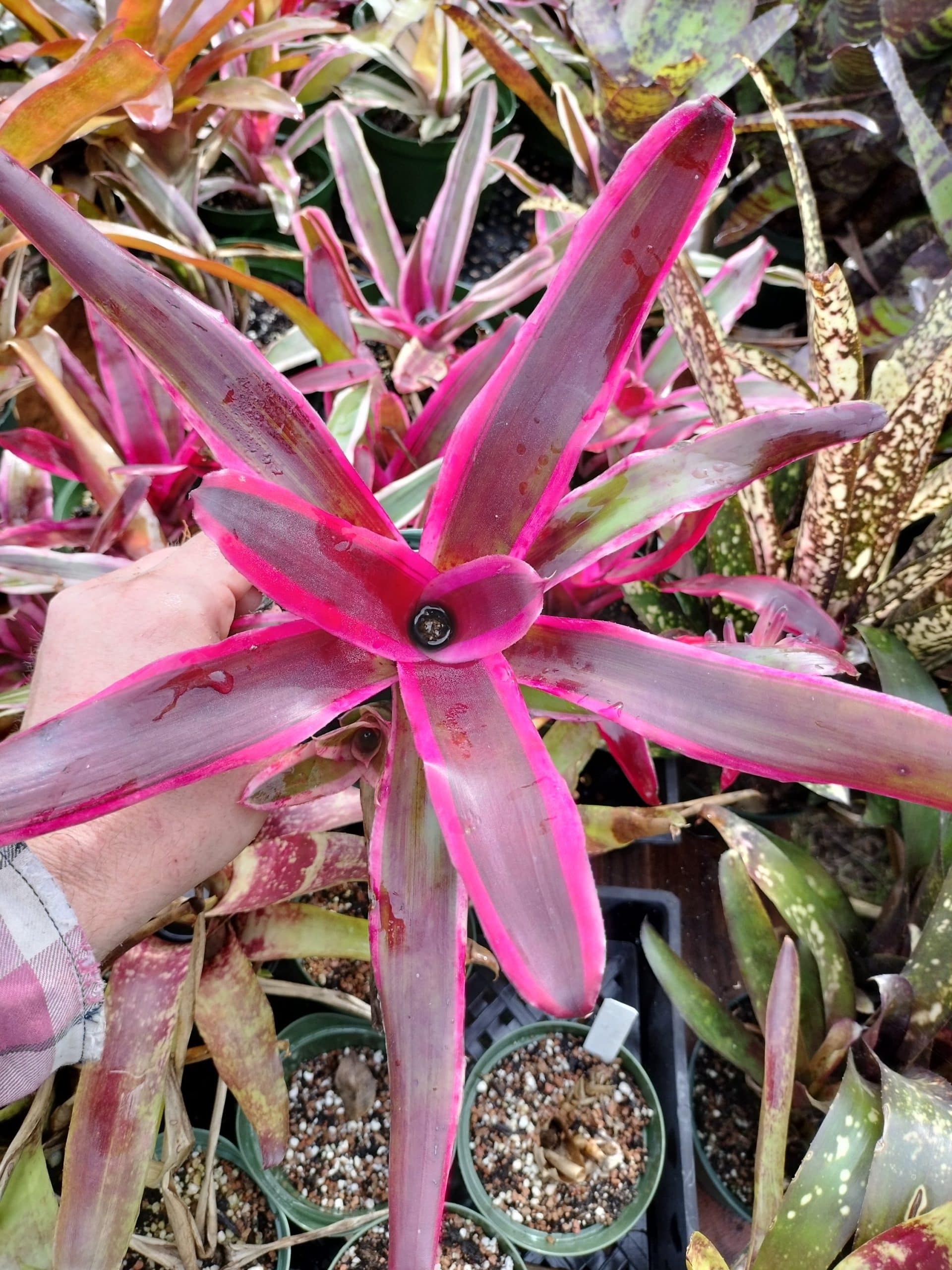 Neoregelia Pop Tart
