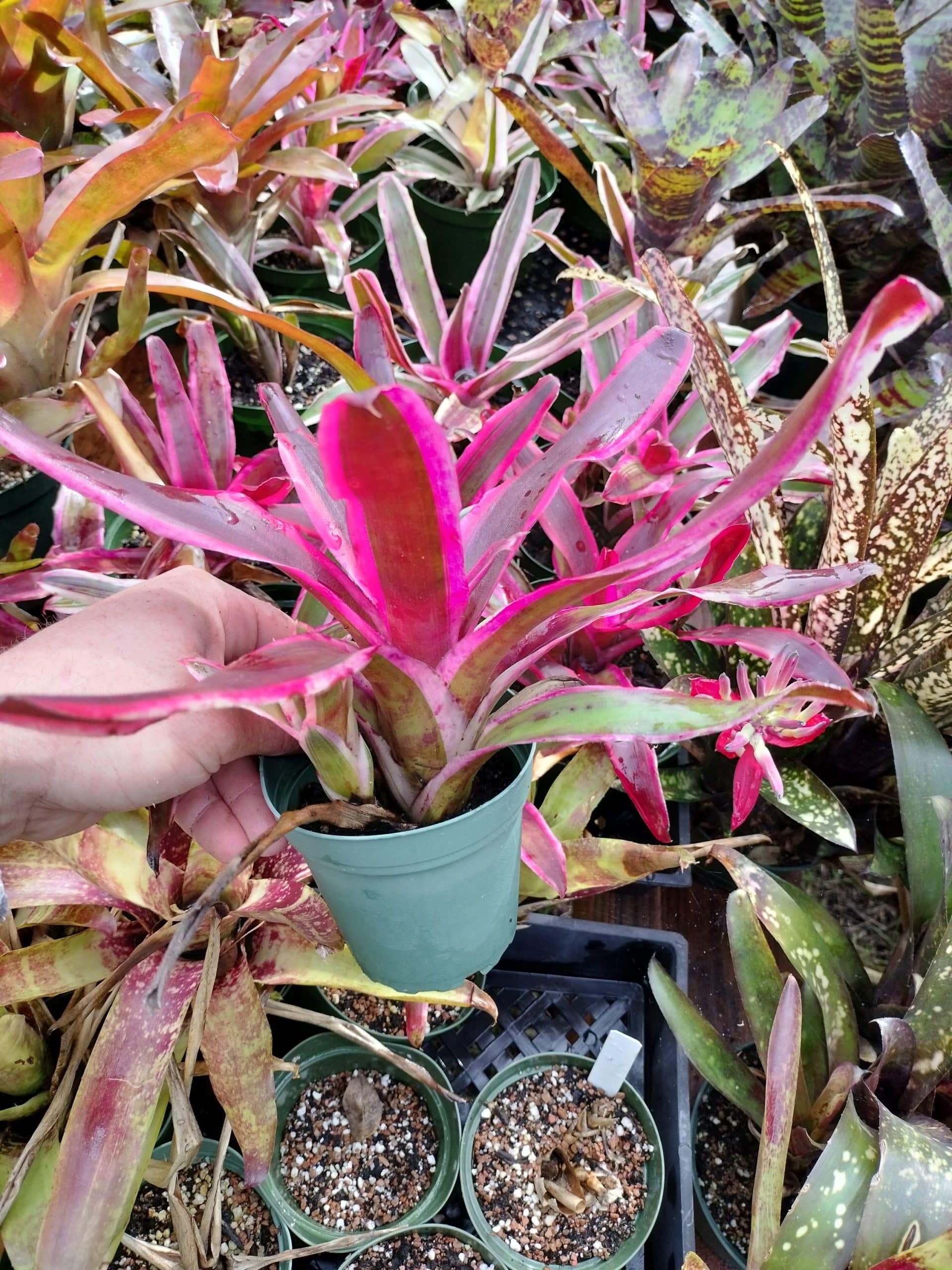 Neoregelia Pop Tart - Image 2