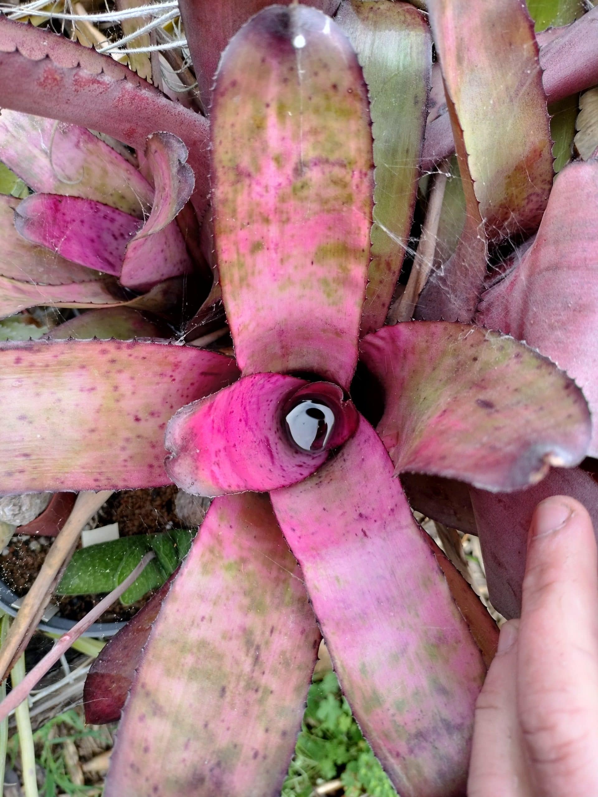 Neoregelia Rainbow x Galaxy