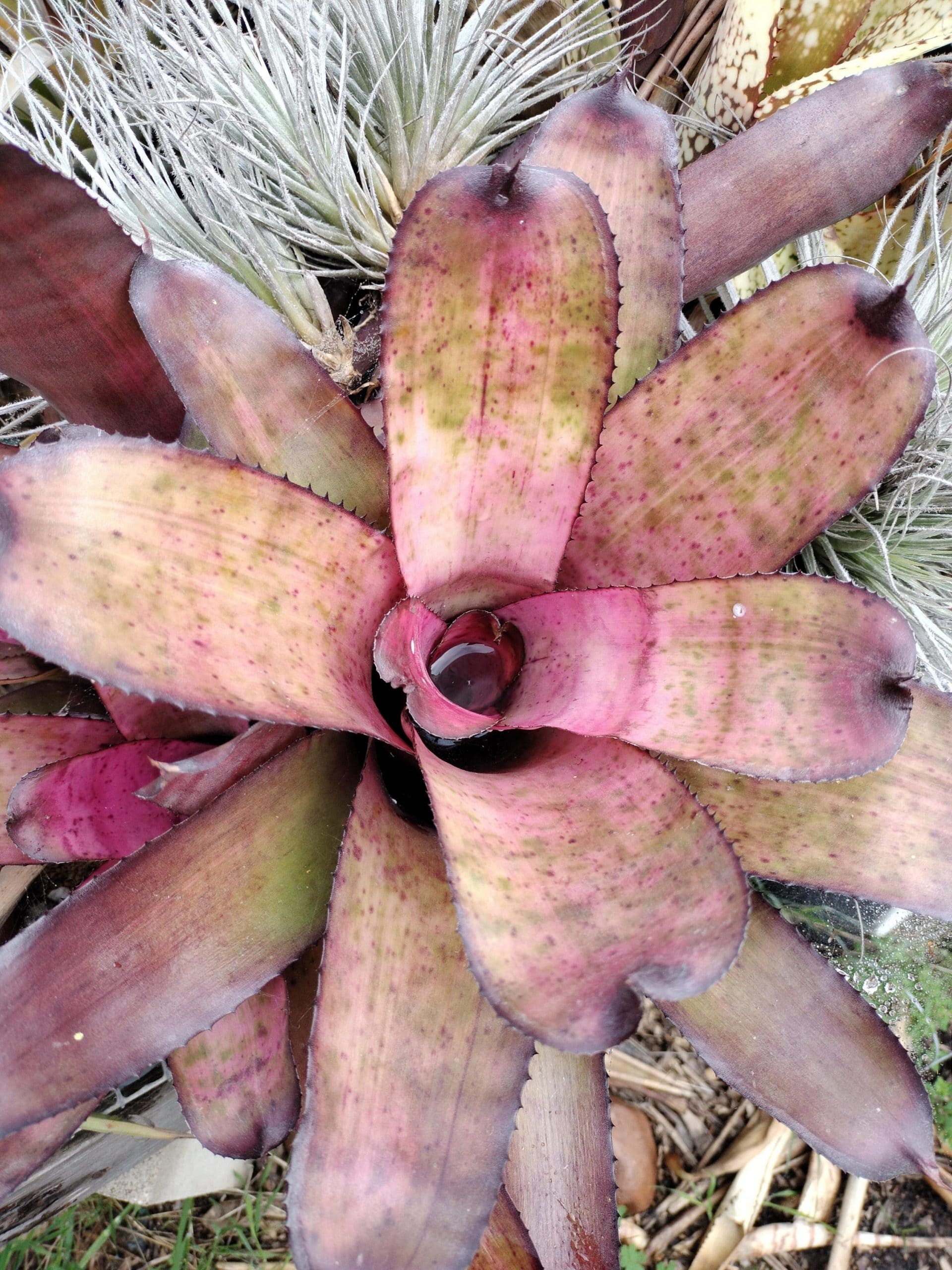 Neoregelia Rainbow x Galaxy - Image 2