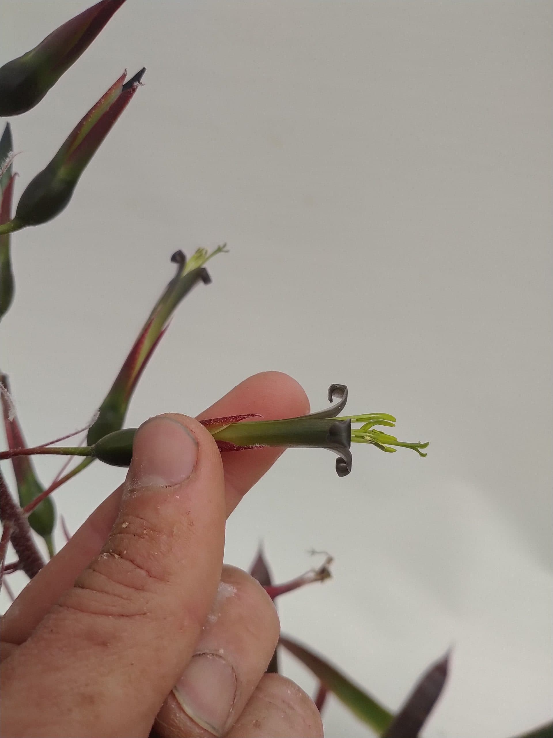 Ursulaea tuitensis x Billbergia viridiflora - Image 3