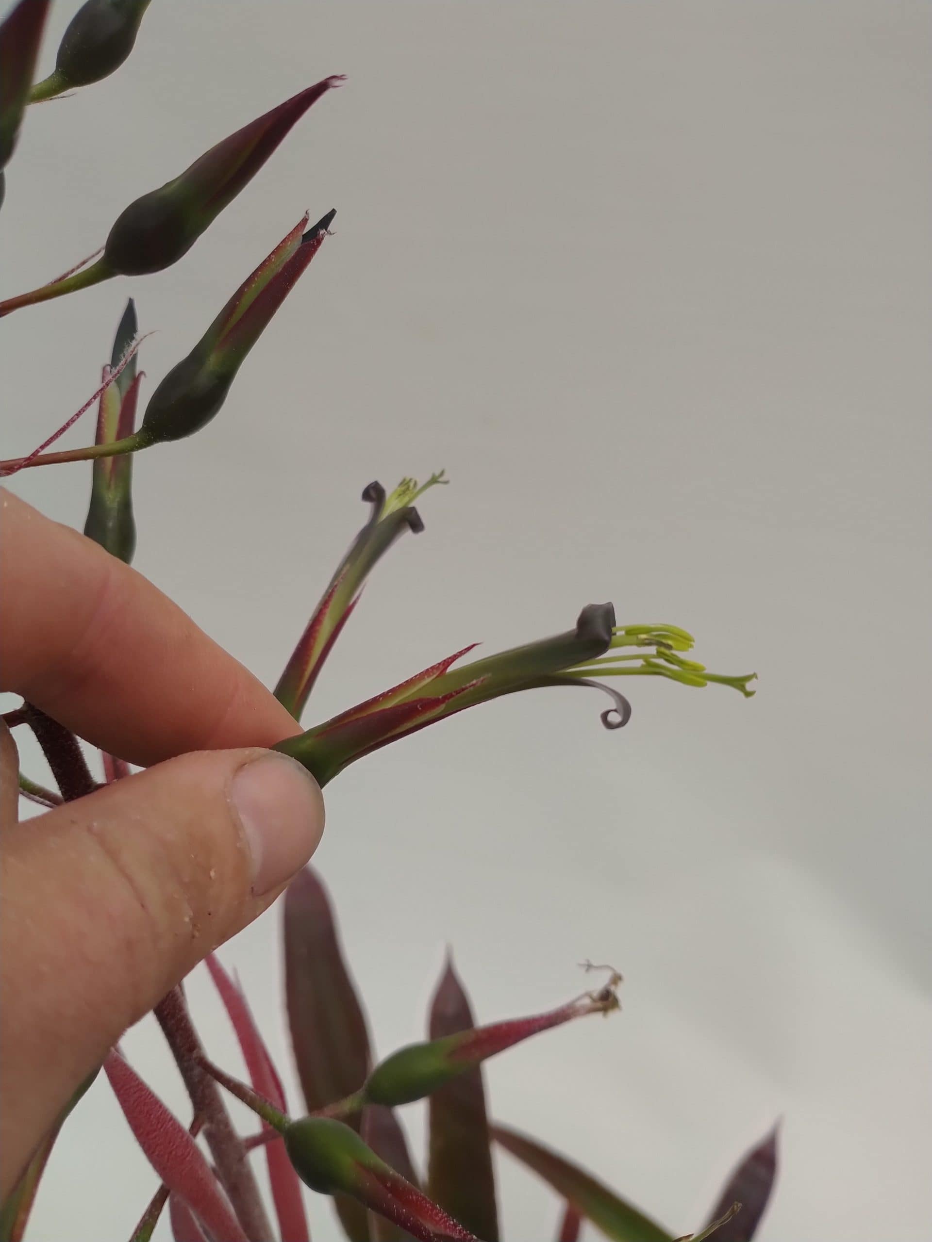 Ursulaea tuitensis x Billbergia viridiflora
