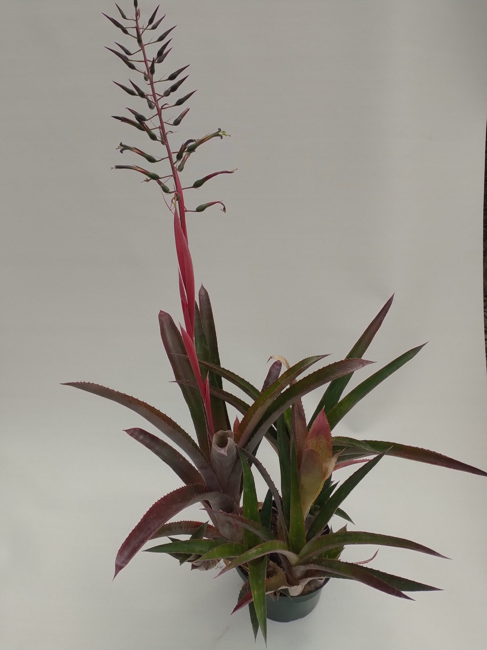 Ursulaea tuitensis x Billbergia viridiflora - Image 2