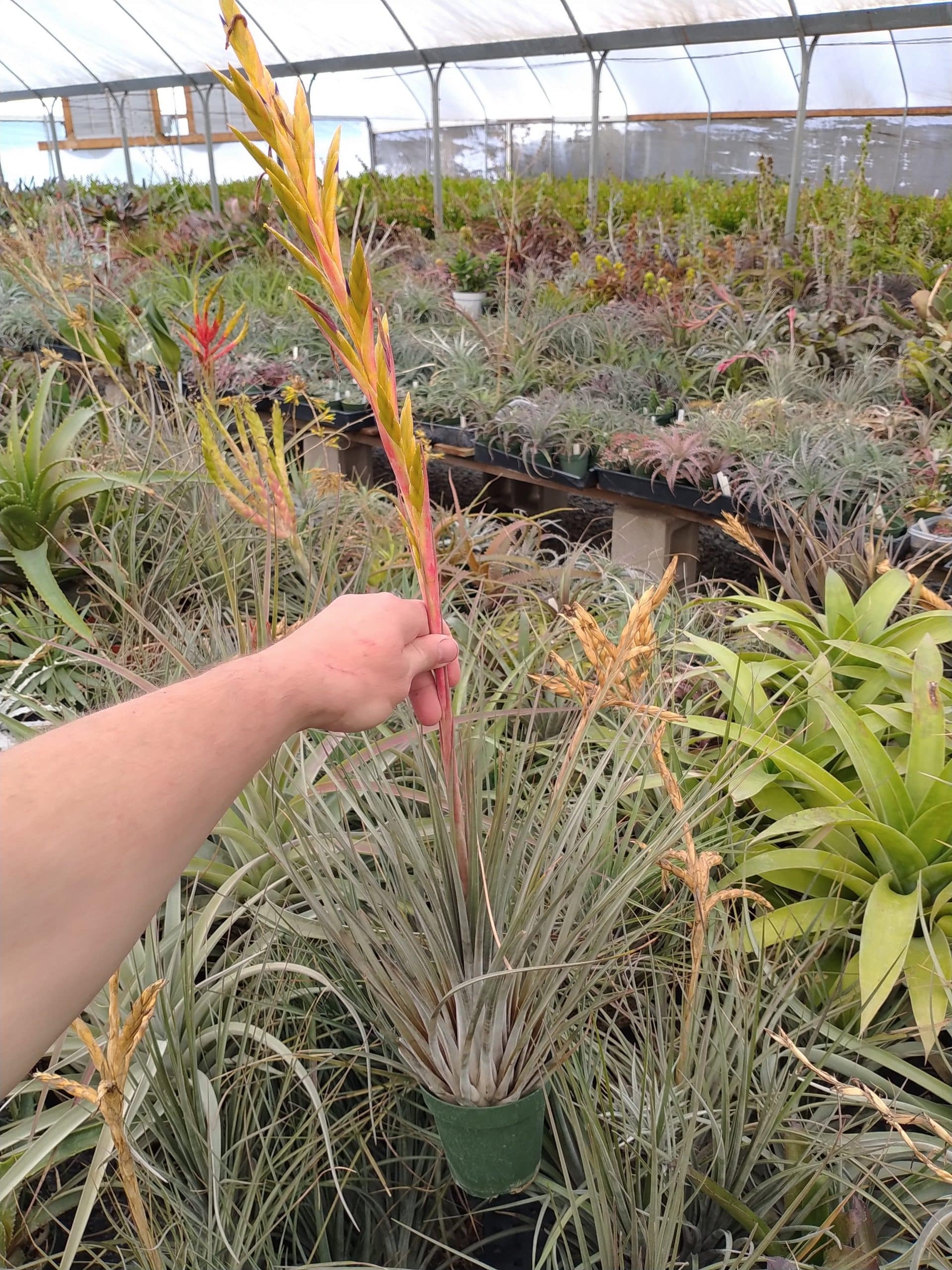 Tillandsia hammeri x rodrigueziana #699