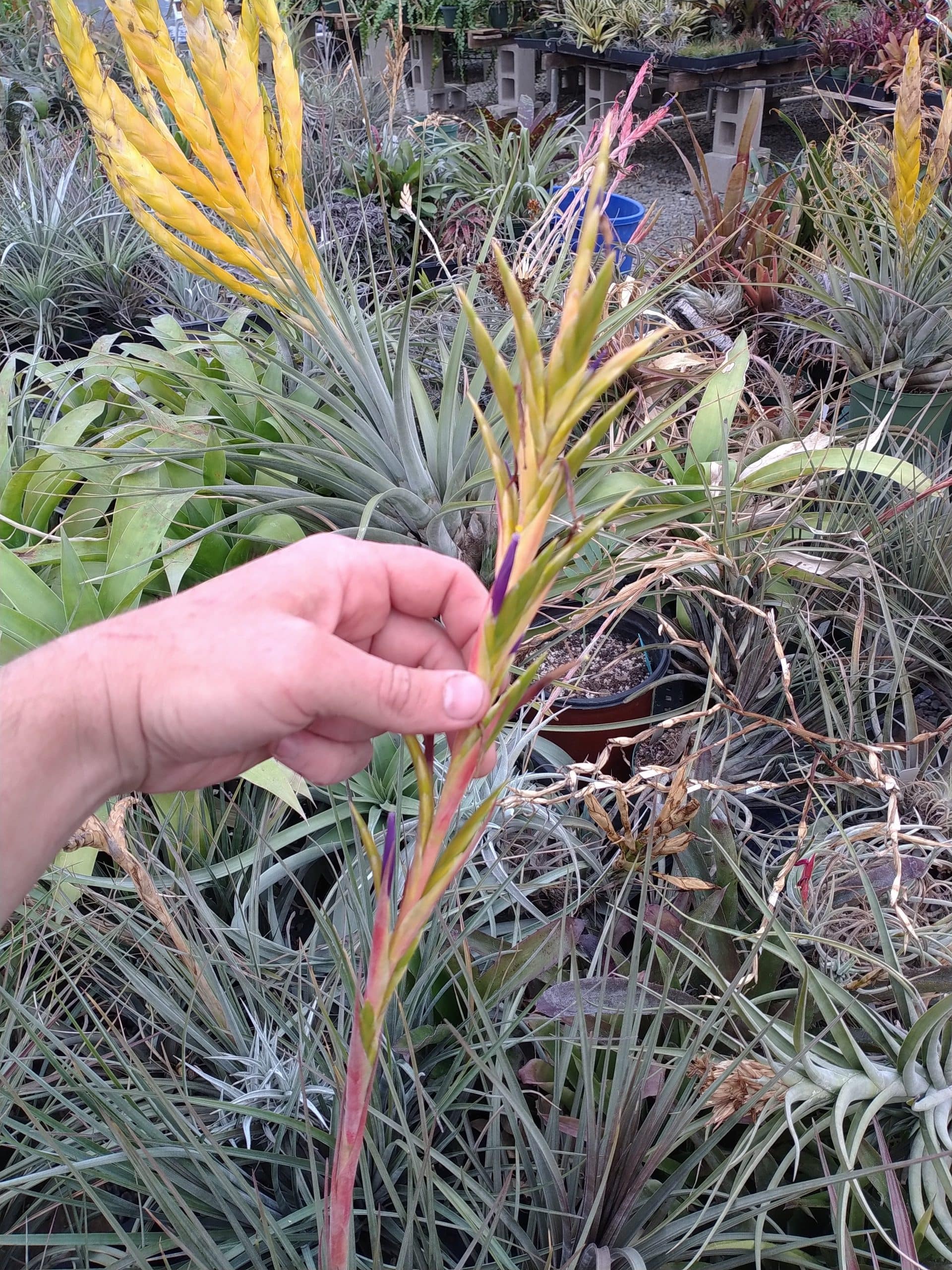Tillandsia hammeri x rodrigueziana #699 - Image 2