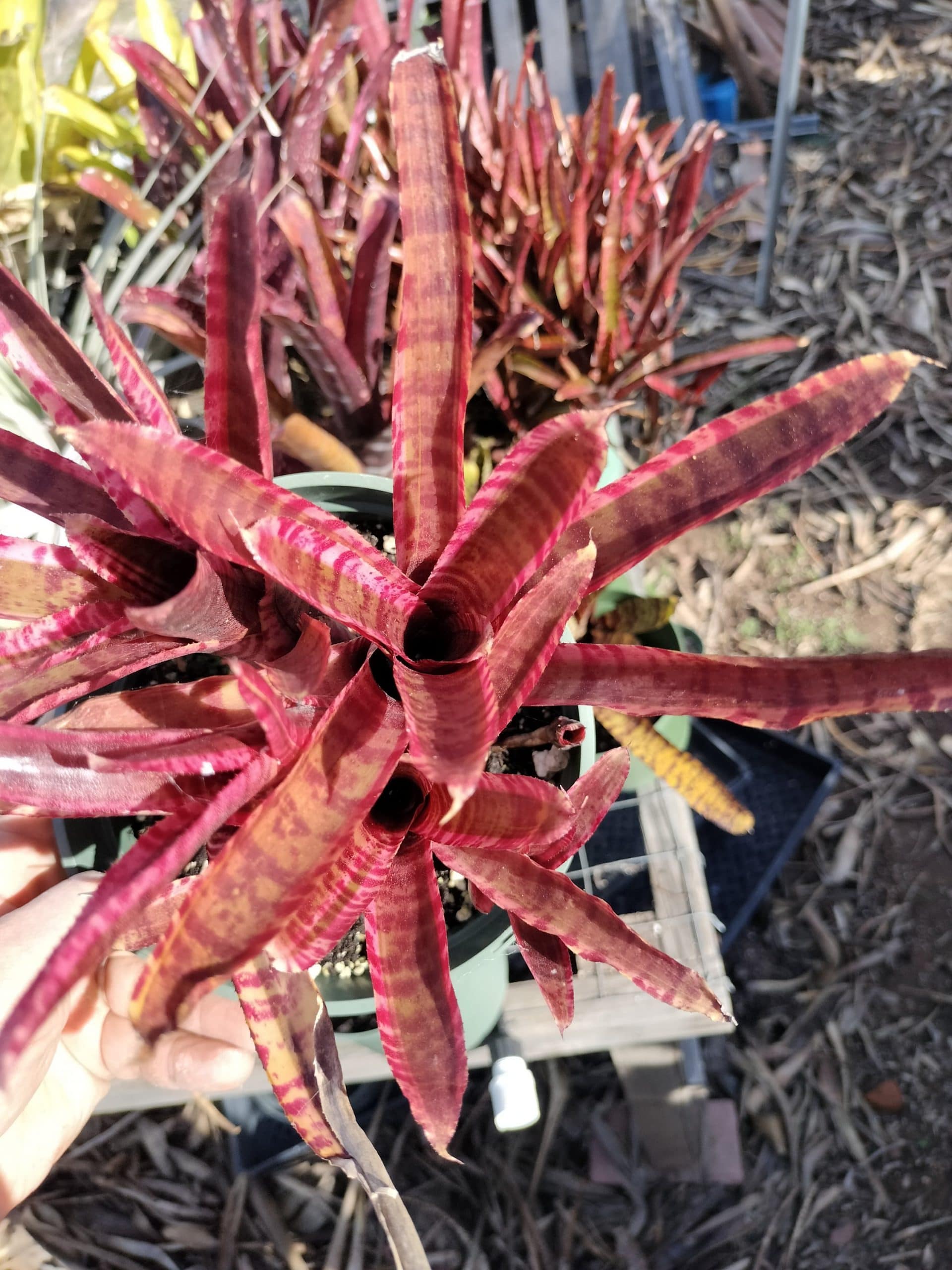 Neoregelia White Hot Embers