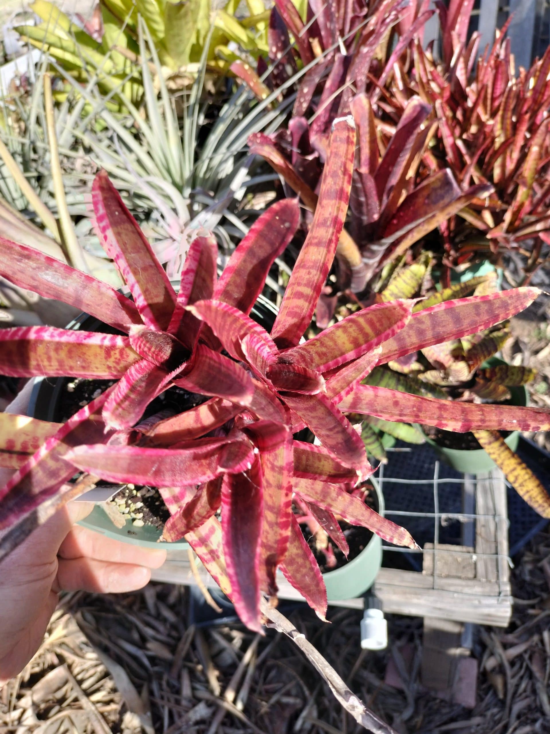 Neoregelia White Hot Embers - Image 2