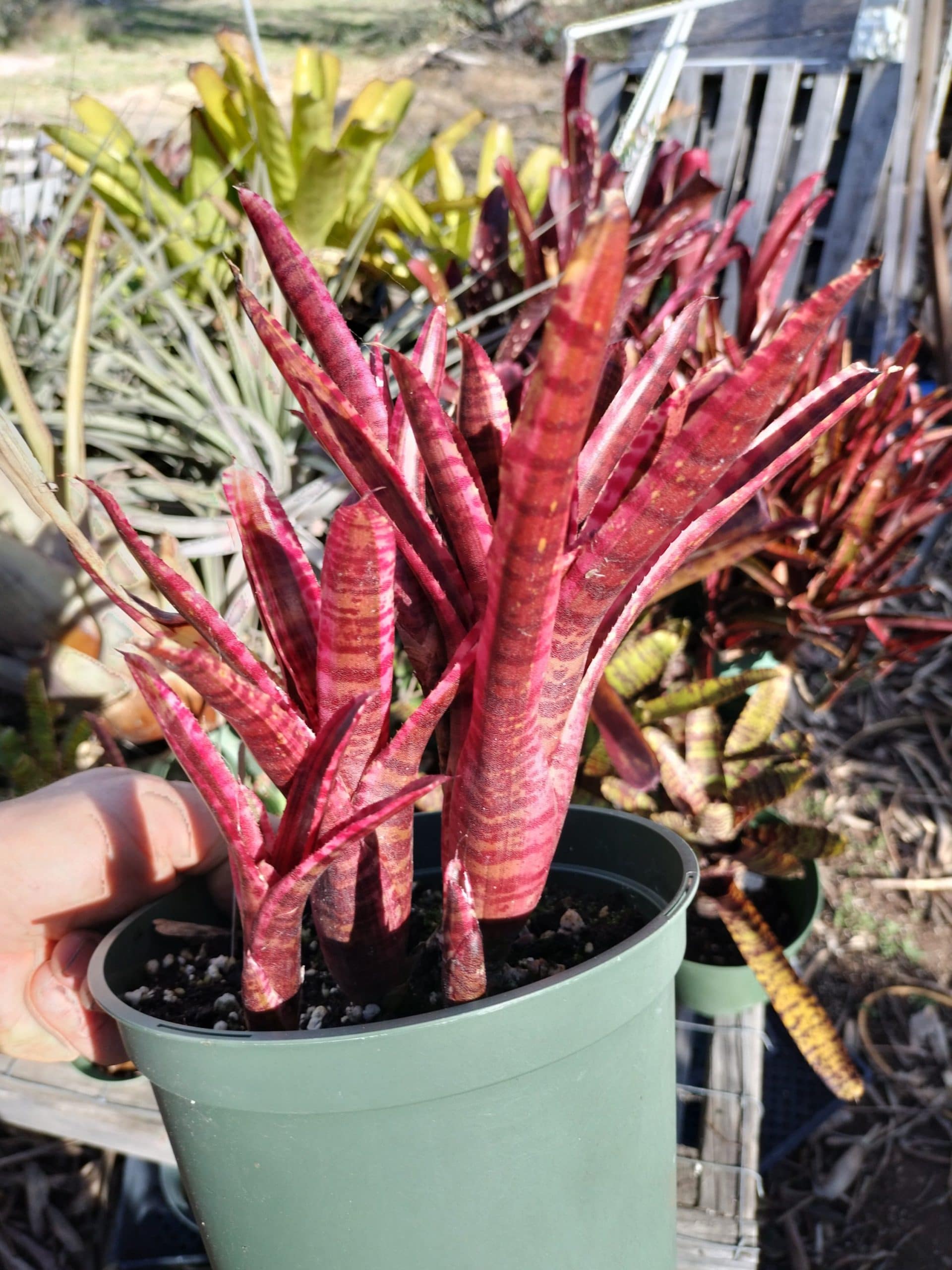 Neoregelia White Hot Embers - Image 3