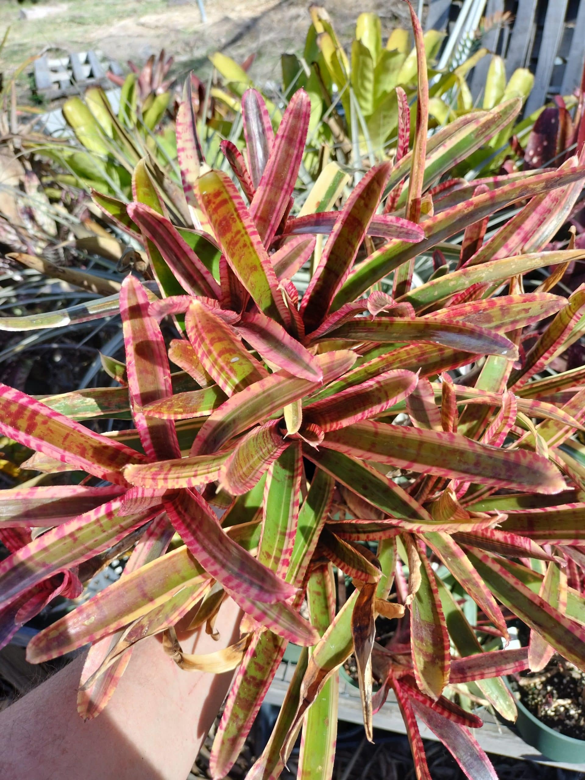 Neoregelia White Hot Embers - Image 4