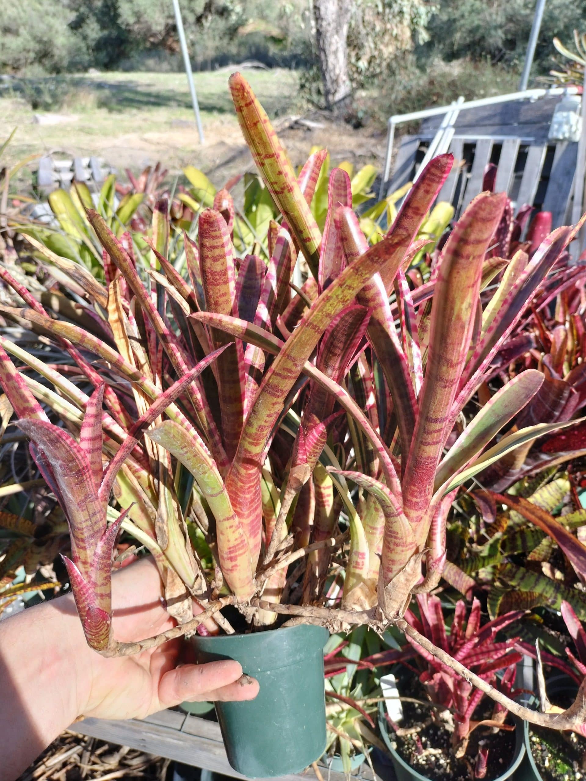 Neoregelia White Hot Embers - Image 5