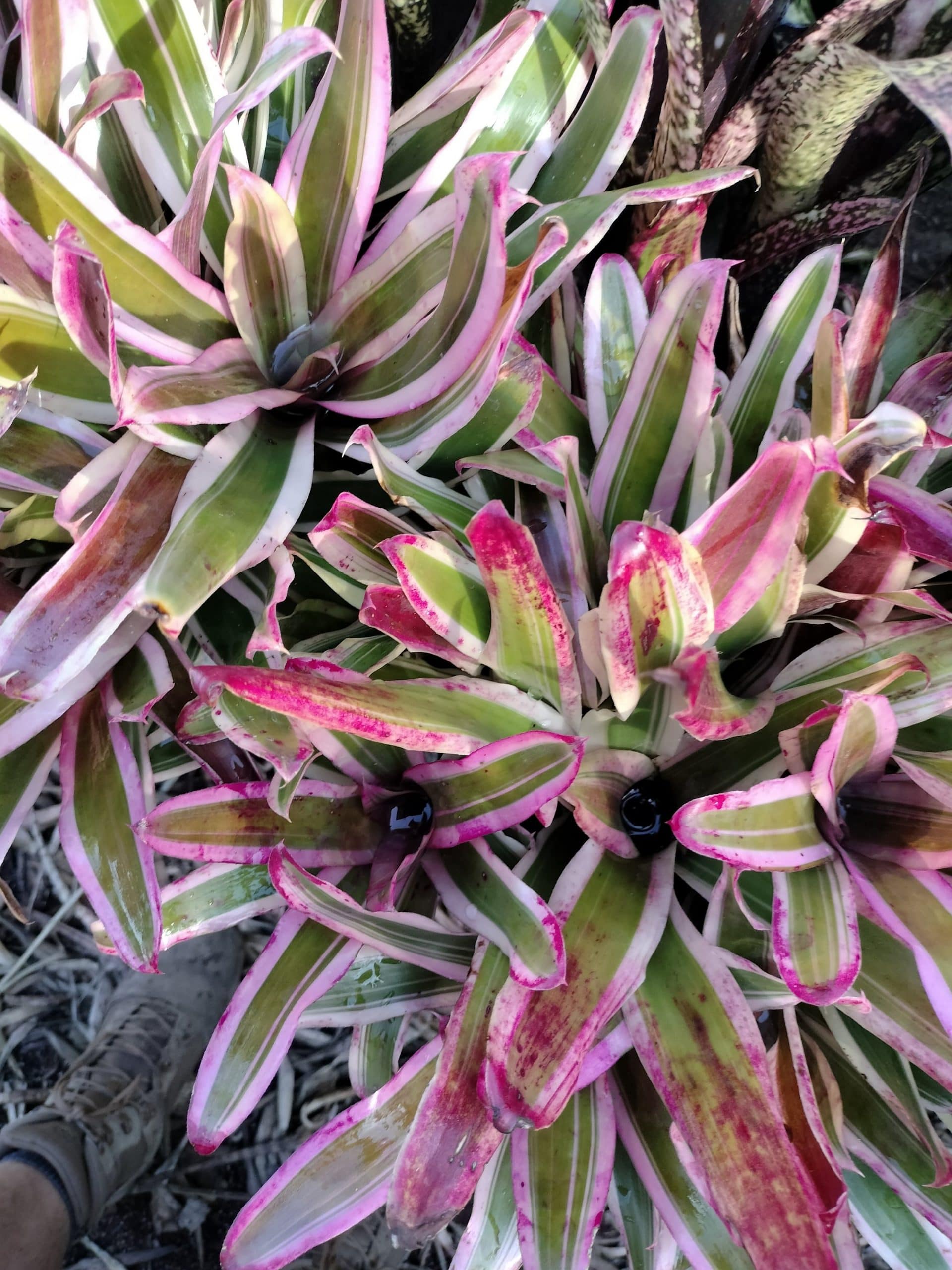 Neoregelia Pop Tart - Image 5