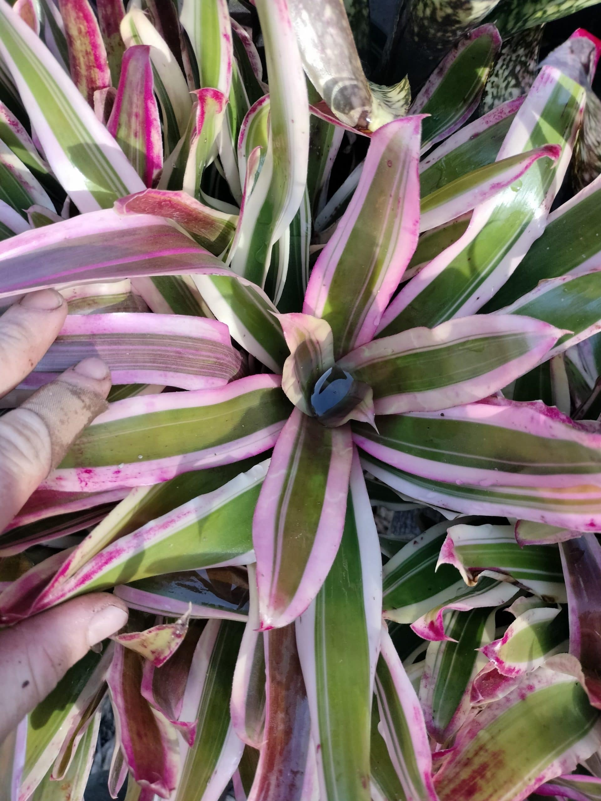 Neoregelia Pop Tart - Image 4