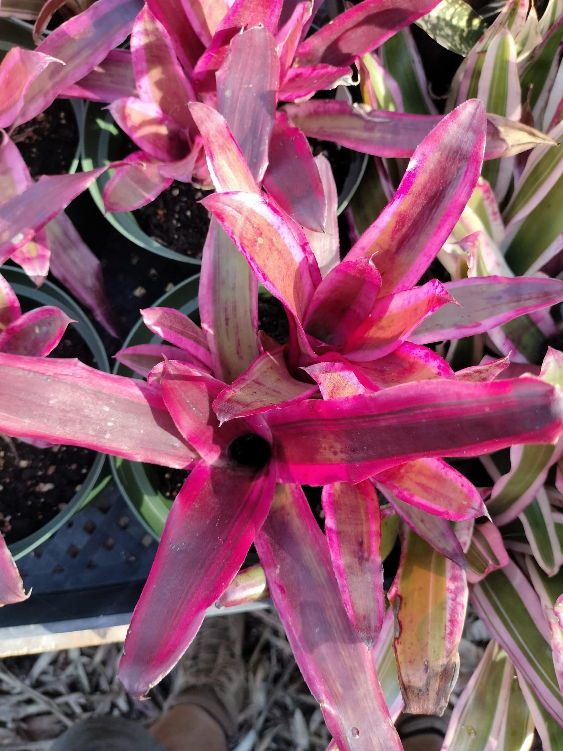 Neoregelia Pop Tart - Image 3
