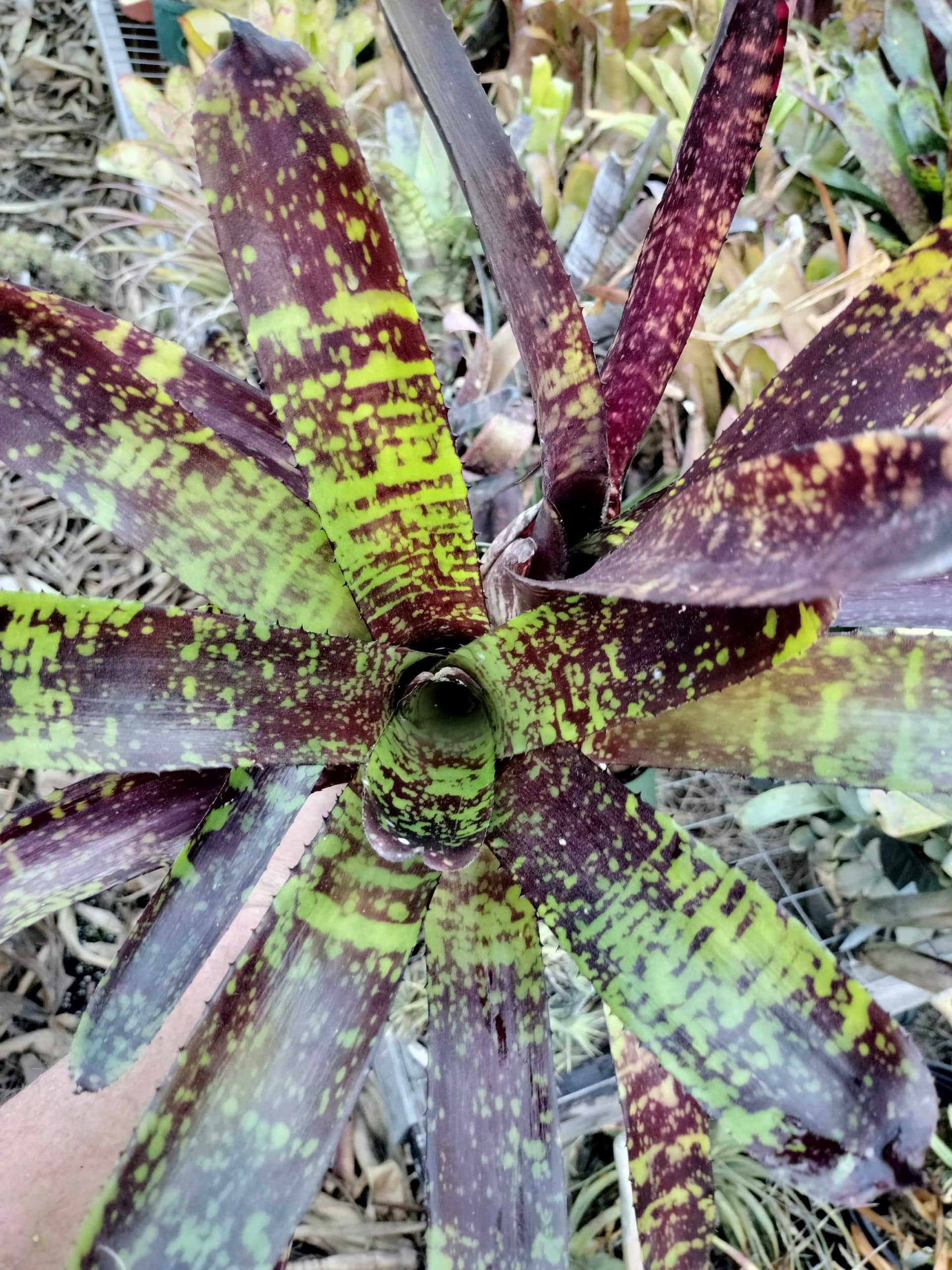 Neoregelia Chrysalis - Image 2