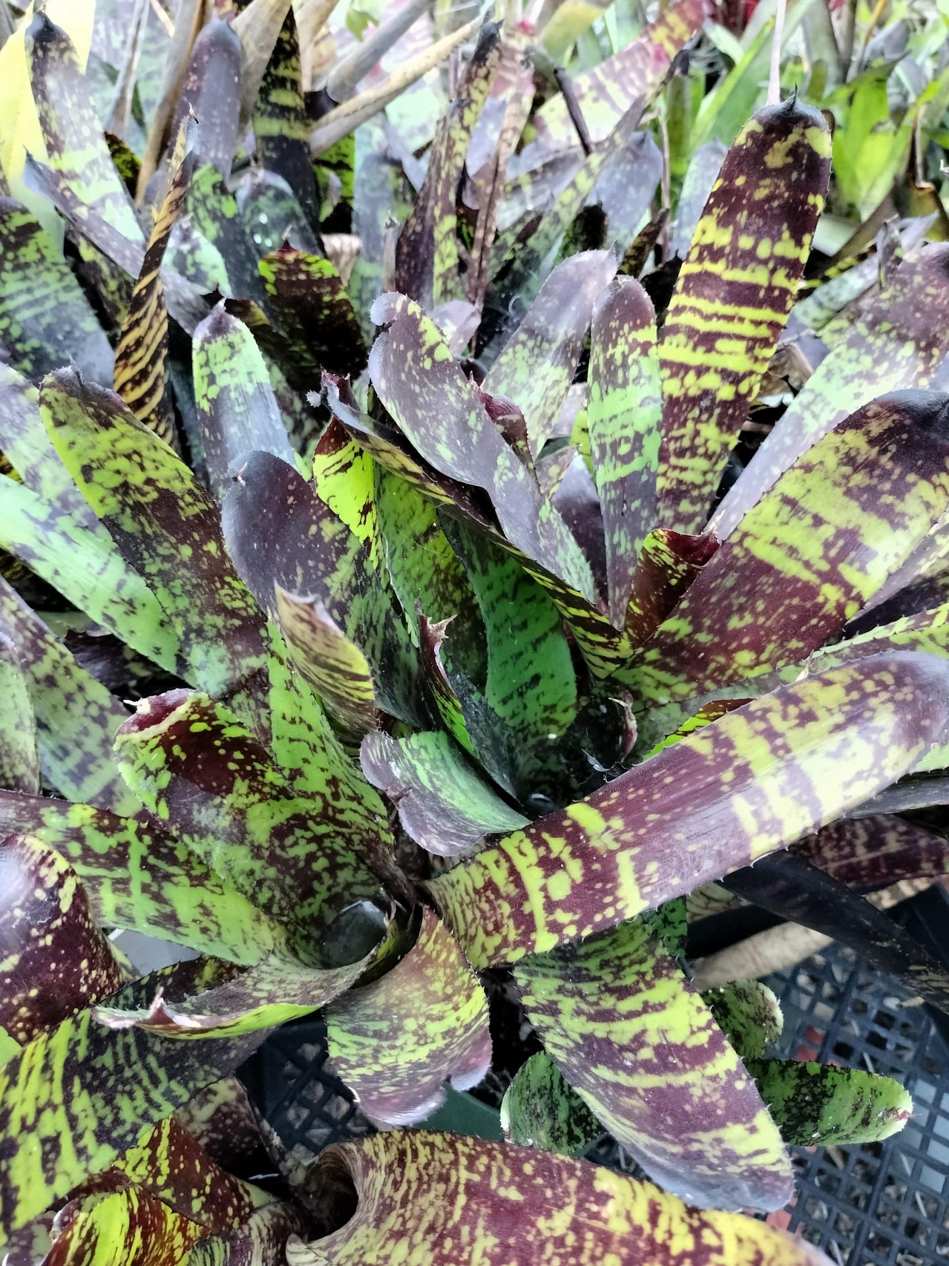Neoregelia Chrysalis - Image 4