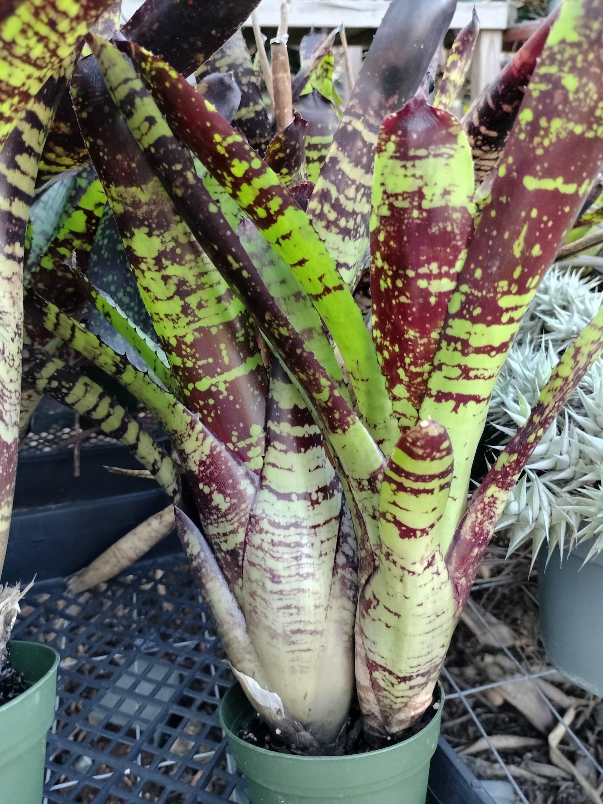 Neoregelia Chrysalis - Image 3