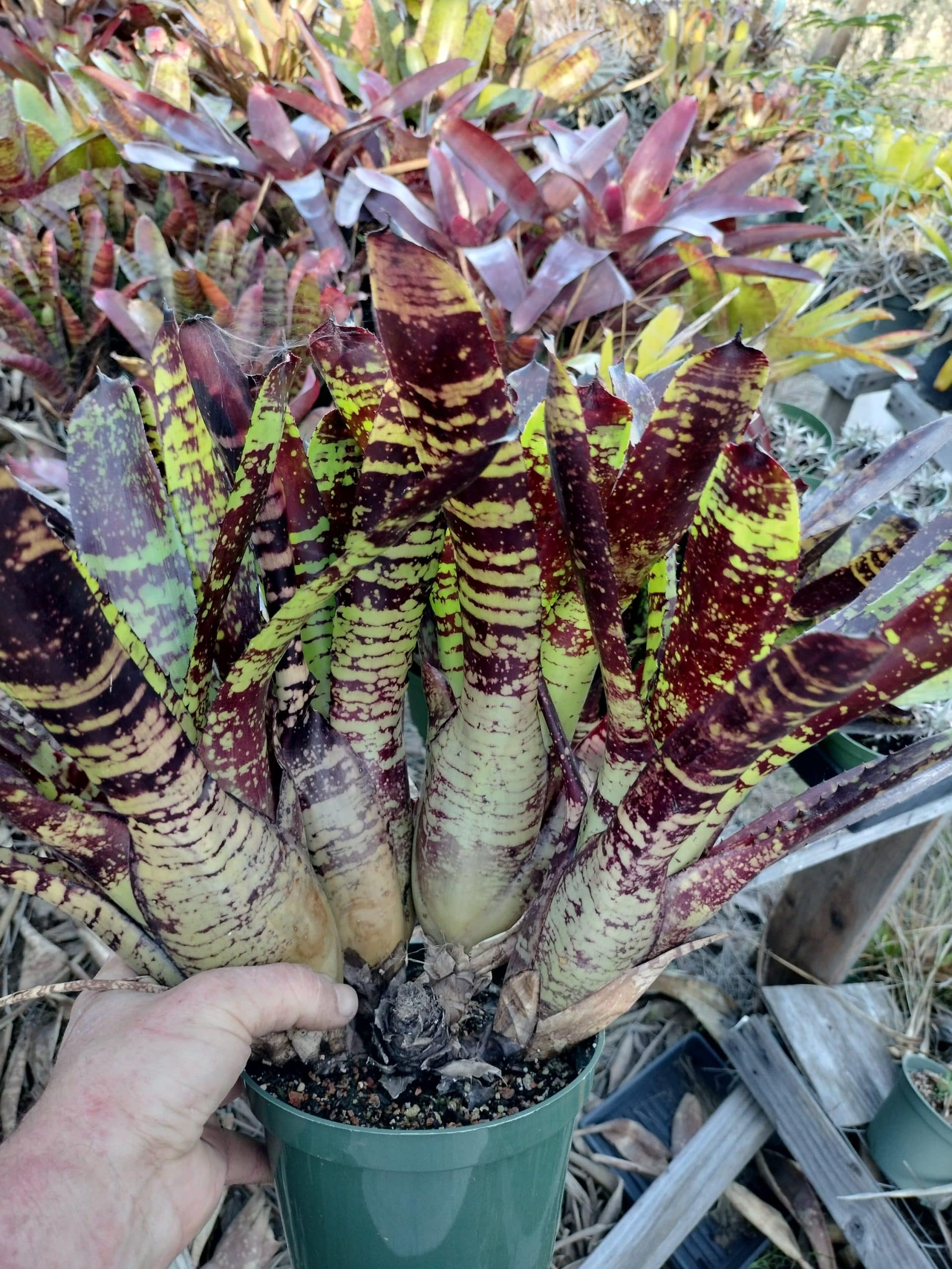 Neoregelia Chrysalis