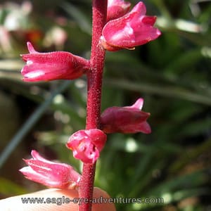 Hechtia pretiosa 'El Charco'