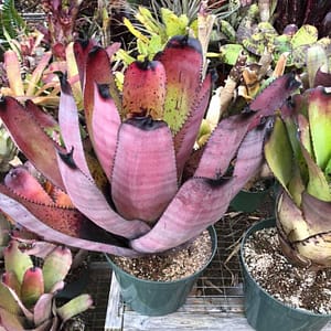 Neoregelia Rainbow
