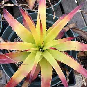Hechtia Solar Flare