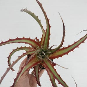 Hechtia sp. nova Morelos