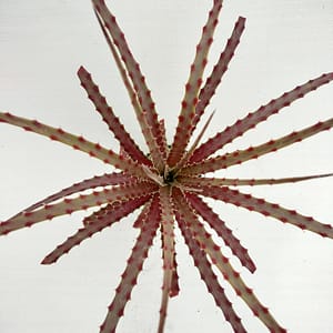 Hechtia sp. nova AS276