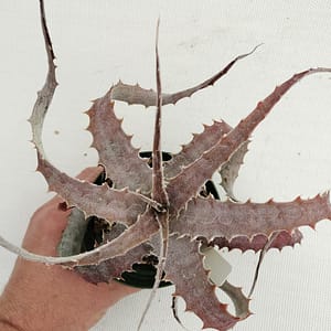 Hechtia lanata hybrid #1