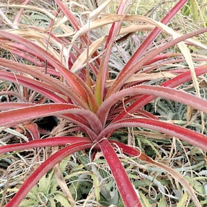 Orthophytum rubiginosum