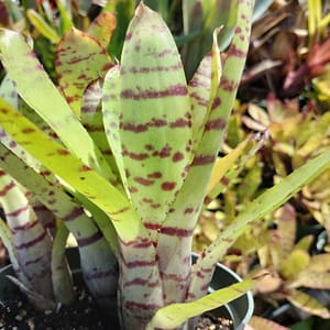 Neoregelia Tropical Storm