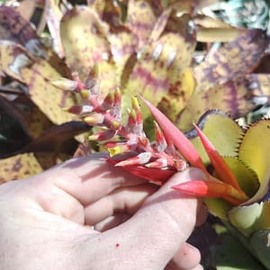 Aechmea nudicaulis var. aureorosea