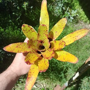 Neoregelia Emerald Isle