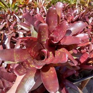 Neoregelia Royal Burgundy x Fireball