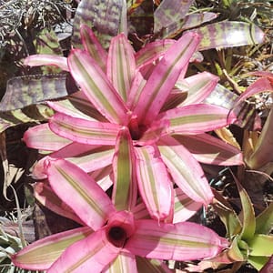 Neoregelia Kamaboko
