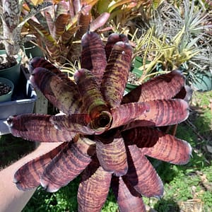 Neoregelia Screaming Tiger x Hannibal Lecter