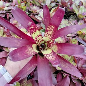 Neoregelia Gympie Fair