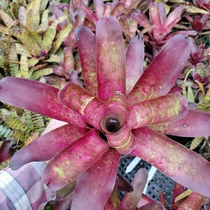 Neoregelia Alpine Rose