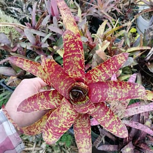 Neoregelia Betty Head