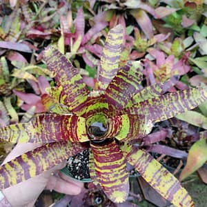 Neoregelia Killer Bee