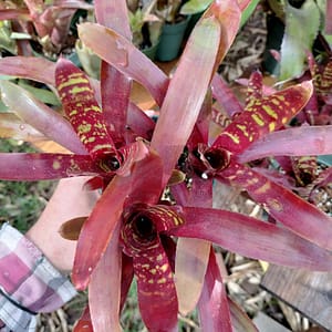 Neoregelia Checkerboard