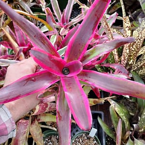 Neoregelia Pop Tart