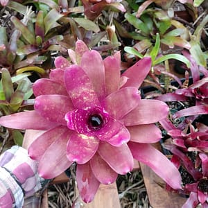 Neoregelia Andy's Select