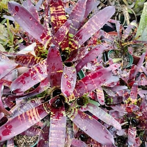 Neoregelia Flash Point