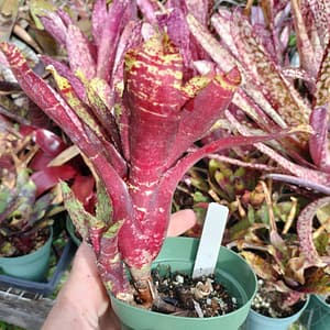 Neoregelia Tweedle Dee x Nightspot D