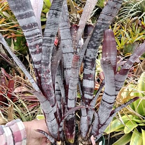 Billbergia Chewbacca