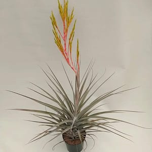 Tillandsia Colibri