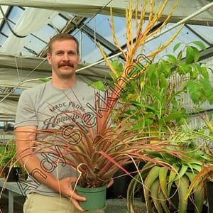 Tillandsia rodrigueziana x makoyana Oaxaca #117-1