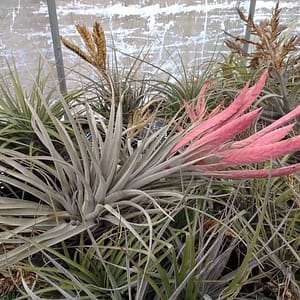 Tillandsia chiapensis x jalisco-monticola