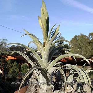 Tillandsia streptophylla x mitlaensis