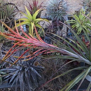 Tillandsia bergiana
