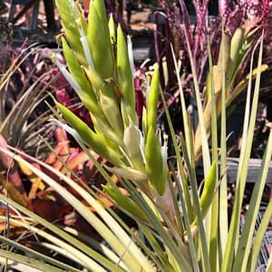 Tillandsia fasciculata var densispica forma alba